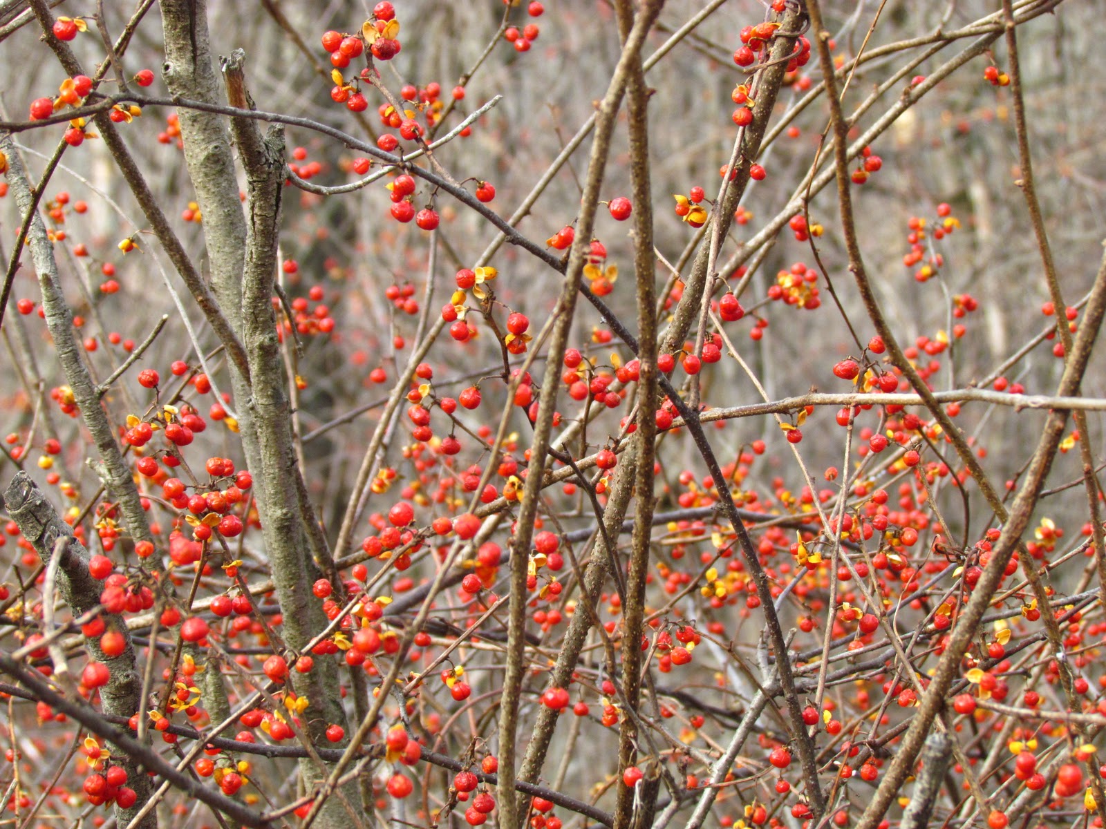 The Oakland Press Blogs Earth's Almanac Bittersweet splashy killer