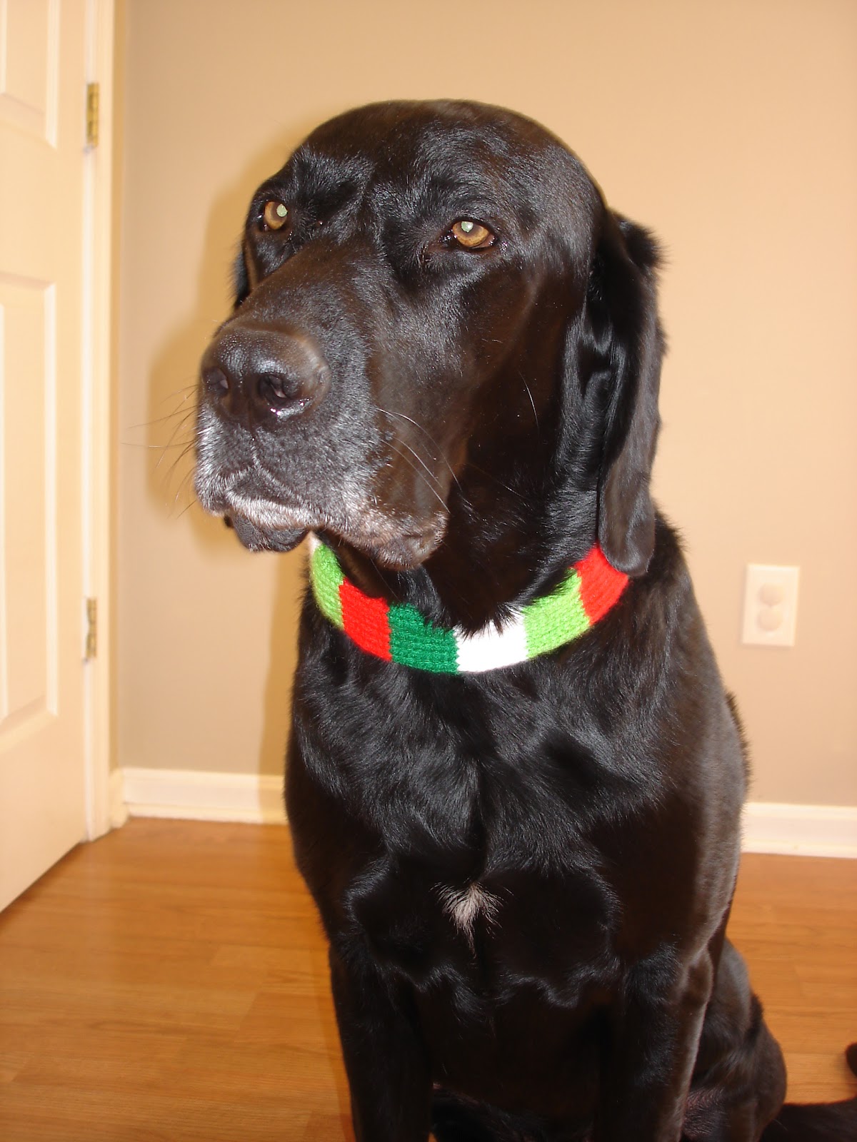 Fiber Flux Free Knitting Pattern...Festive Dog Collar Sleeve!