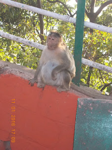 Macaque monkey at Malcolm Point.
