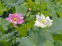 紅白のハスの花もあった。 紅白のハスの花もあった。