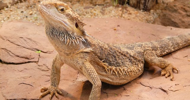 bearded dragon fascinating