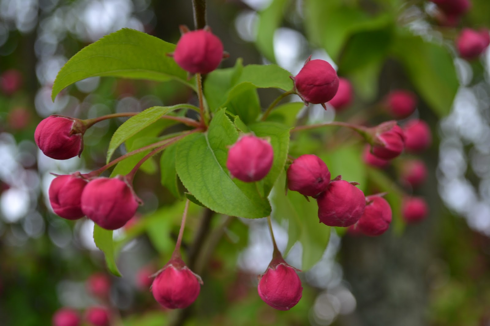 Spice Up your Life Crab Apple in Bloom
