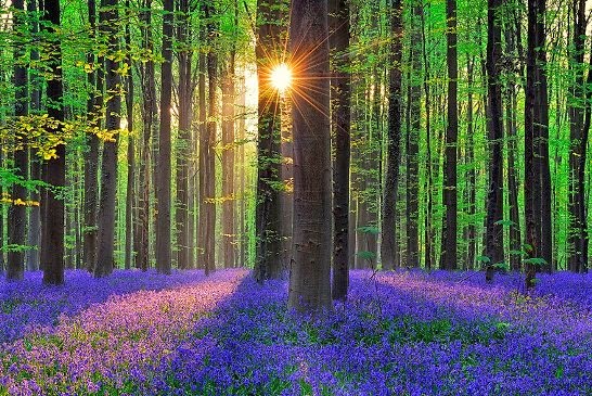 bosque de Hallerbos  Bélgica hallerbos belgium blue forest