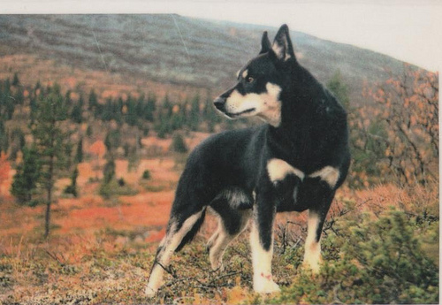 lapponian herder dog