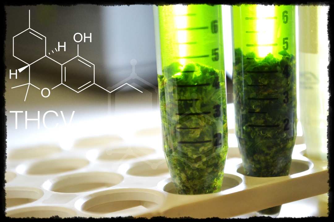 Kannalbis: Los componentes químicos del cannabis. El cannabinoide THCV ...