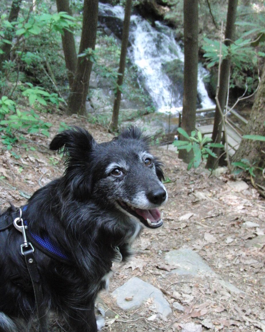 The Days of Johann, an agility dog! Hiking the Benton MacKaye and