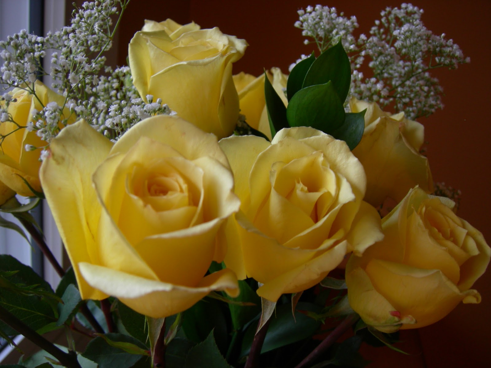 Yellow Roses Meaning Viewing Gallery