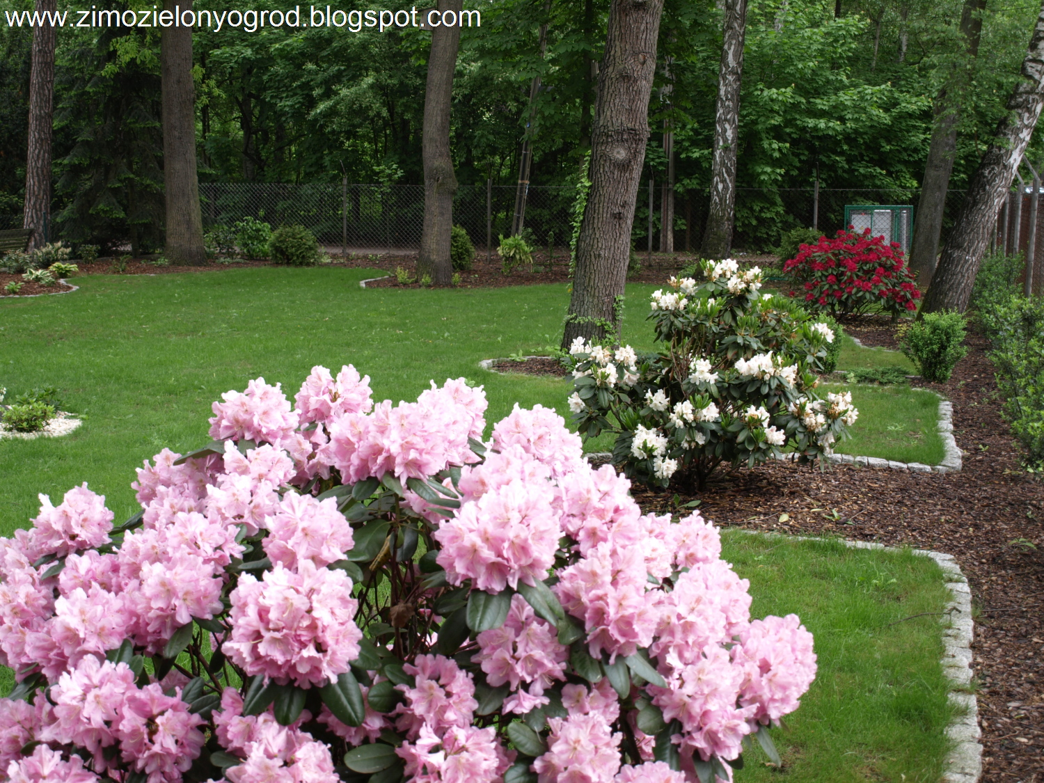 Azalea Poisoning In Dogs Symptoms Causes Diagnosis Treatment