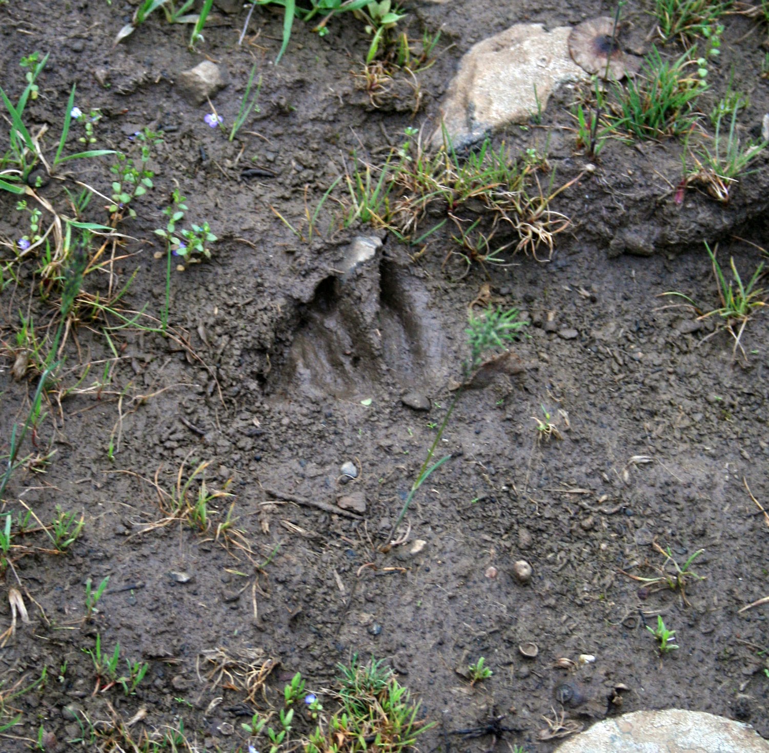 A boar was here A boar was here