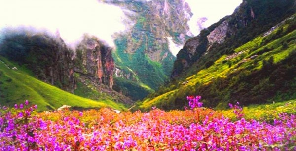 Top Valley Of Flowers delivery in India Top Valley Of Flowers delivery in India