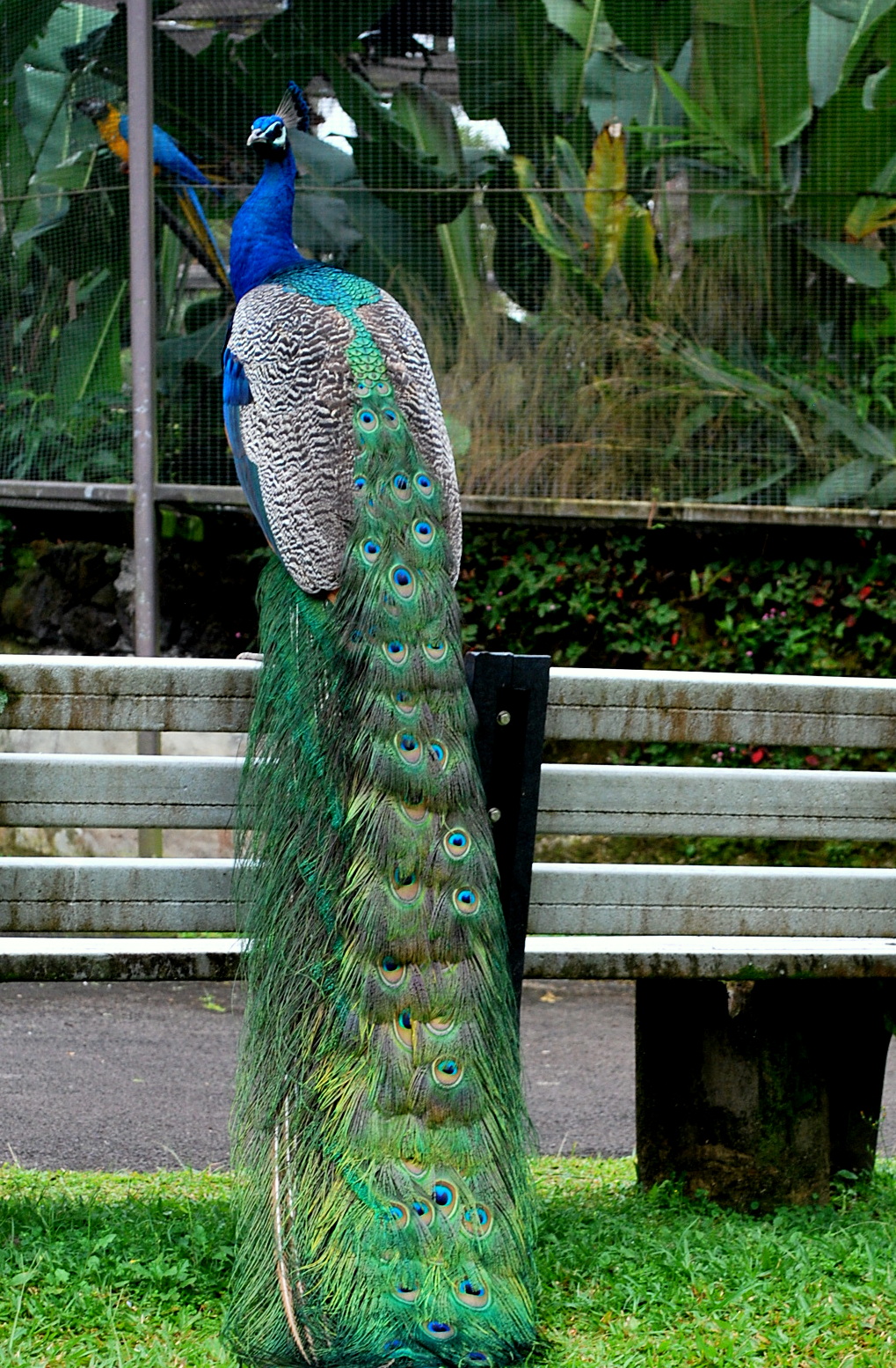 Hawaii Exploring The Big Island Panaewa Rainforest Zoo and Gardens