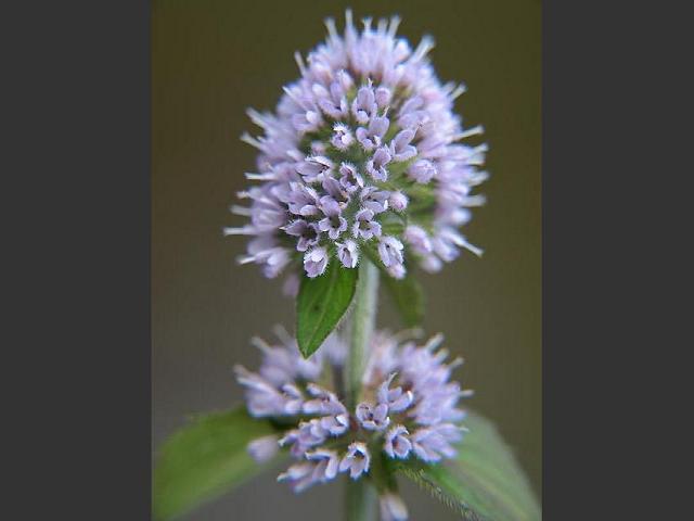 Similiar Mint Flowers Keywords Mints Have Tiny Flowers Like This Water Mint Mentha Aquatica But