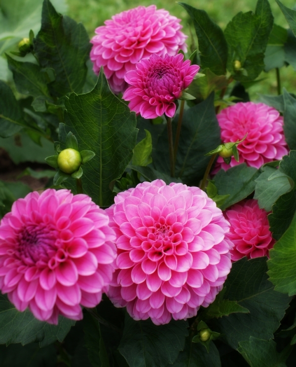 Romantic Flowers: Exotic Flowers