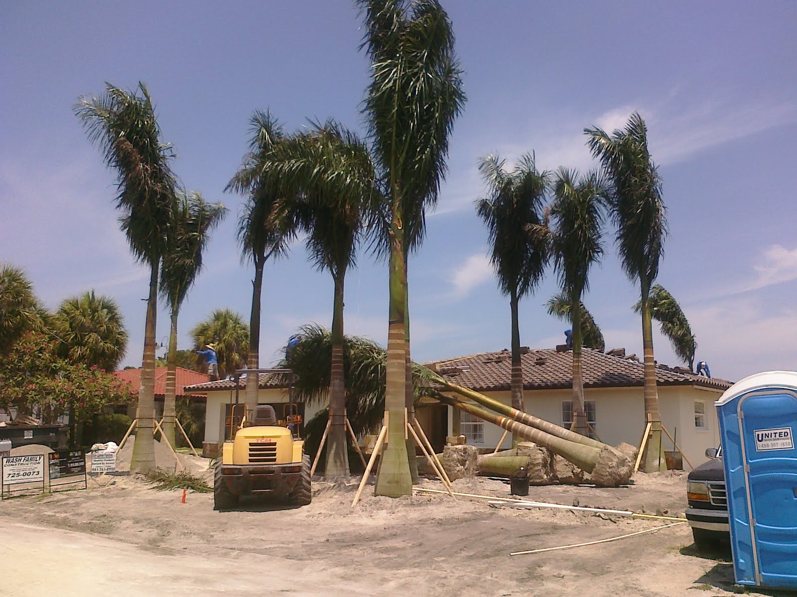royal cuban palm