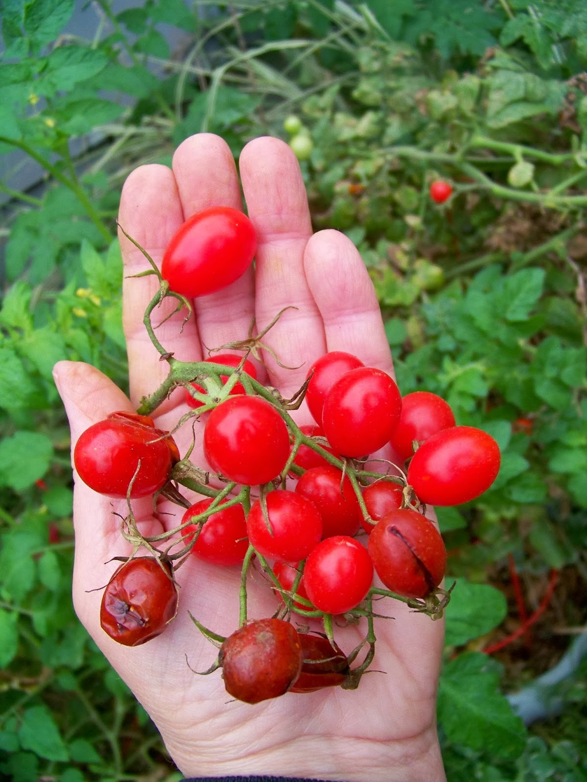 Tell Me A Story CHERRY TOMATOES, Fruit or Vegetable?