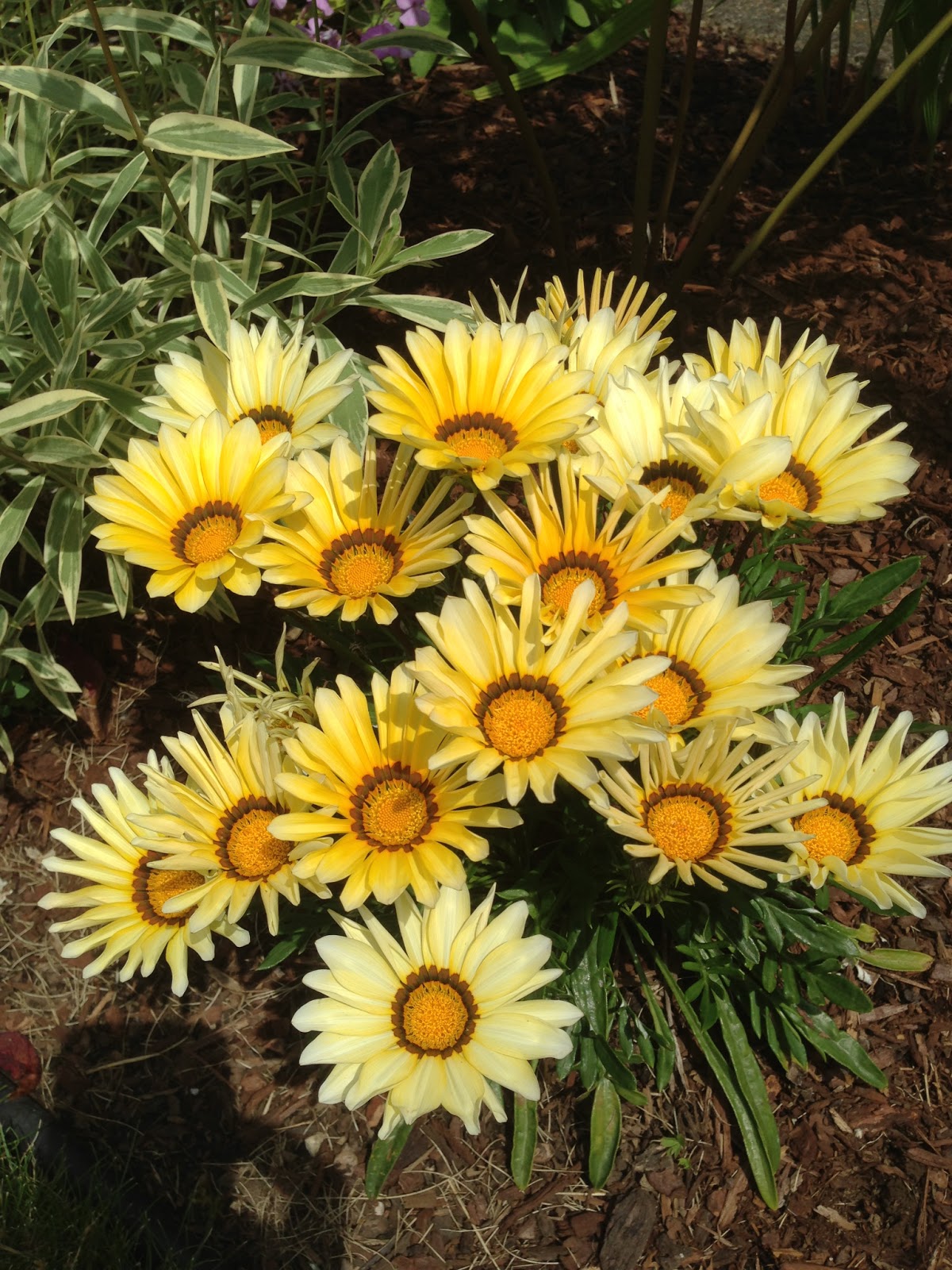 The Lents Farmer Today's Farvorite Plant Gazanias