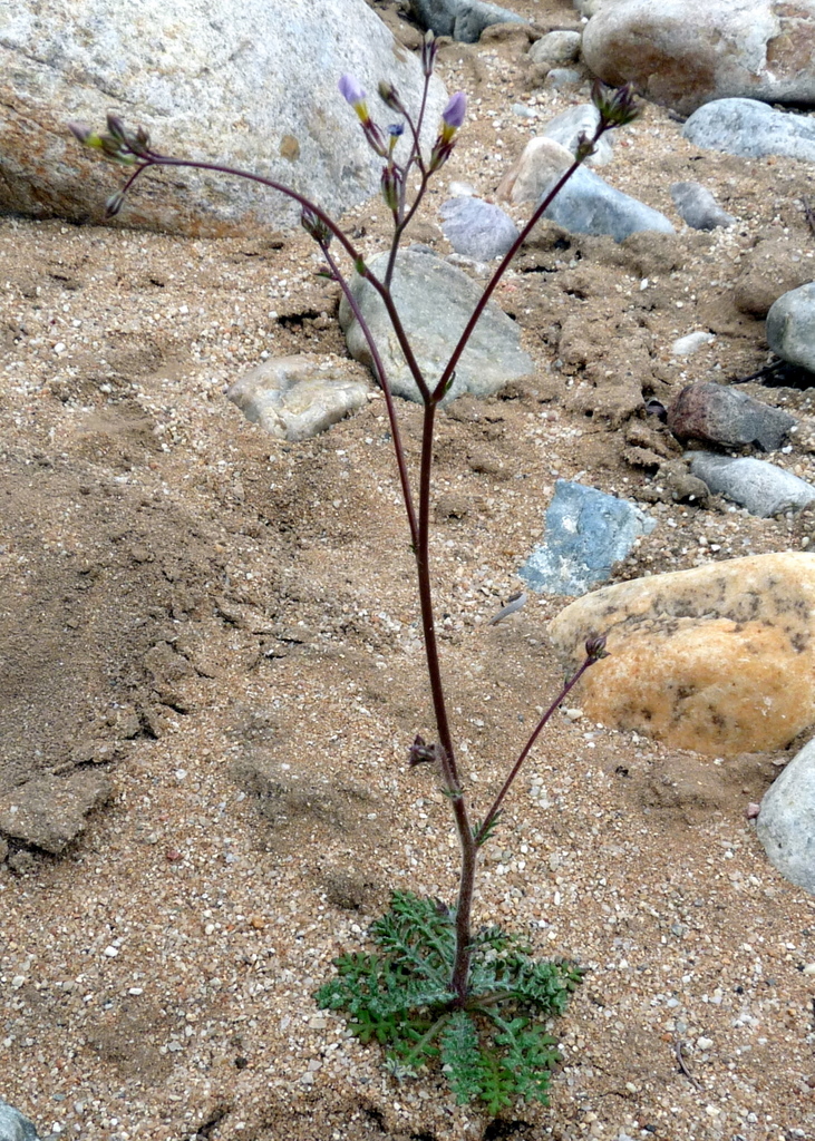 A Plant a Day Eyed Gilia Gilia ophthalmoides