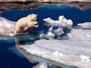 04/16/13Fotos Bonitas para el (fotos de oso en el hielo)
