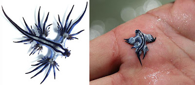 【大西洋海神海蛞蝓 Glaucus atlanticus】|大西洋海神海蛞蝓