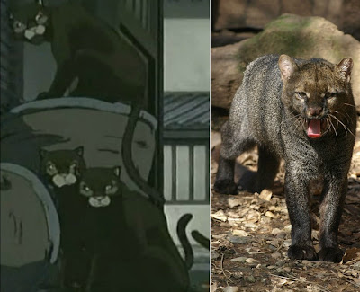 Boris "Kid" Puma+jaguarundi