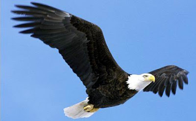 BELAJAR dari Kisah Burung Rajawali - Asep Yudha Wirajaya