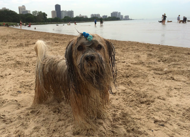 Montrose dog beach Chicago Rocco Havanese