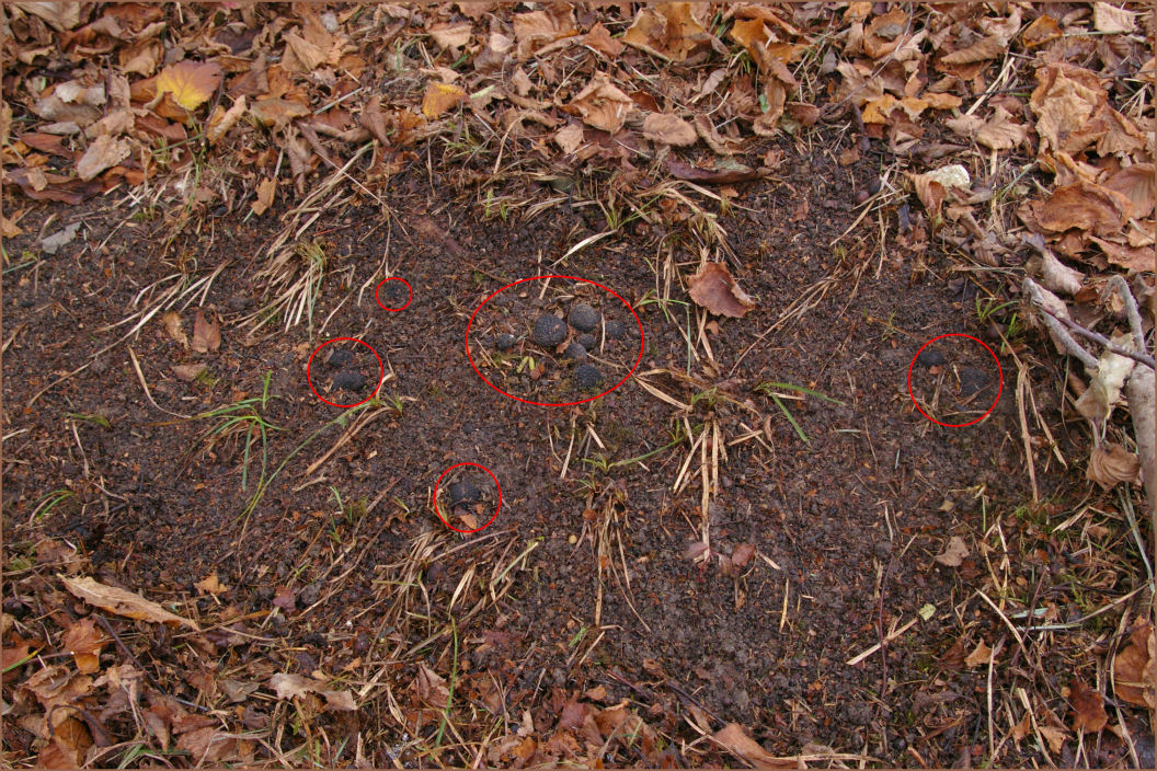 Comment chercher les truffes sans chien ?