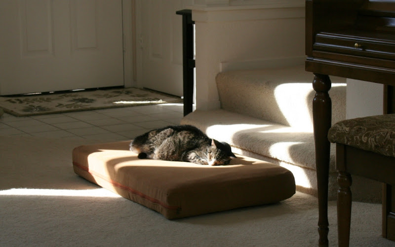 angie laying on a peach colored rectangular cushion in front of the stairs of our living room, you can see where the sun is coming through an upper window, making a sunny spot on the floor where she's laying