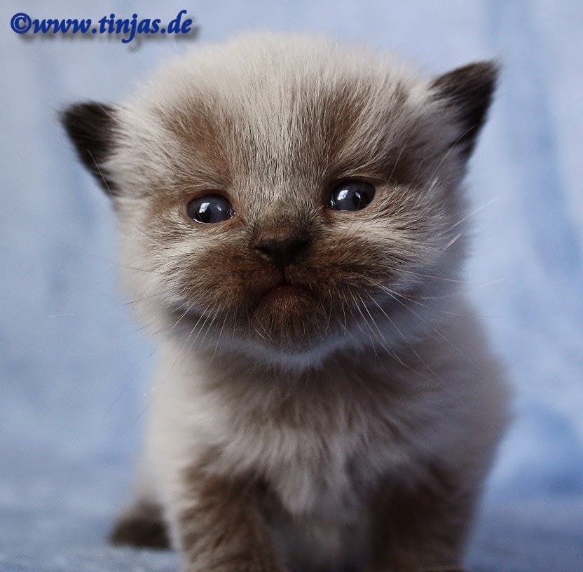 Featured image of post Hintergrundbilder Katzen Babys Weil sie das rufen und andere laute ihrer katzenbabys nicht h ren kann