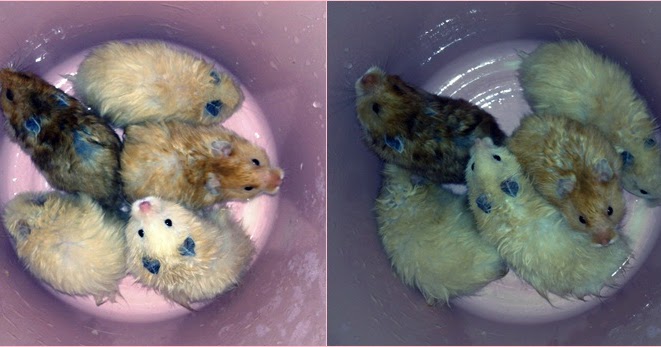 Hamster Fun! Hamsters for Sale!