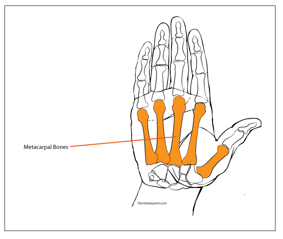 base of metacarpal