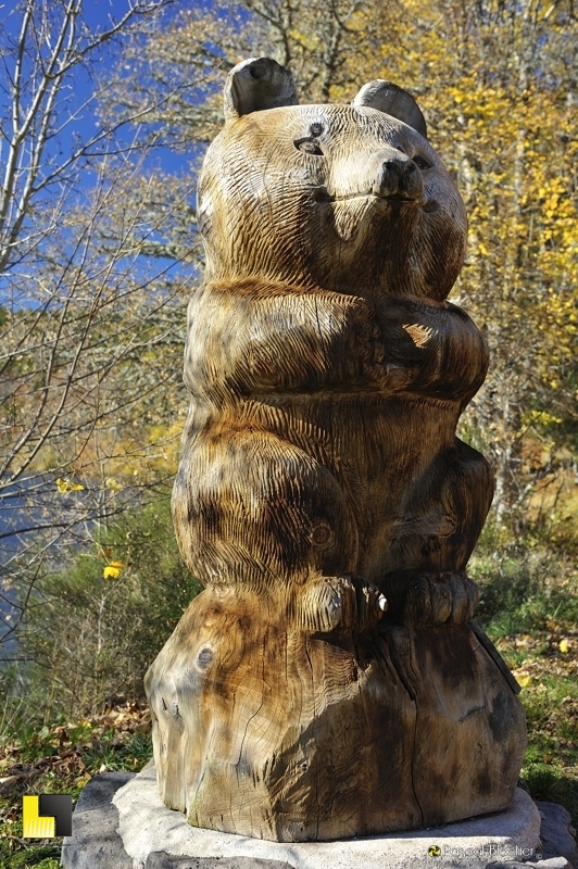 ours de bois photo pascal blachier