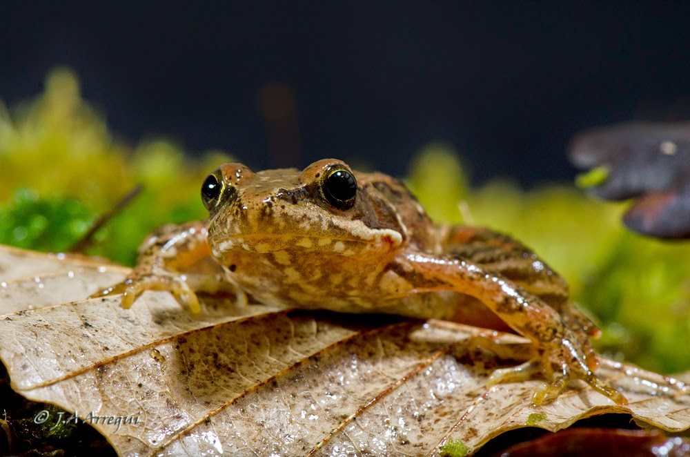 Rana patilarga, Rana iberica, Iberian frog Rana patilarga, Rana iberica, Iberian frog