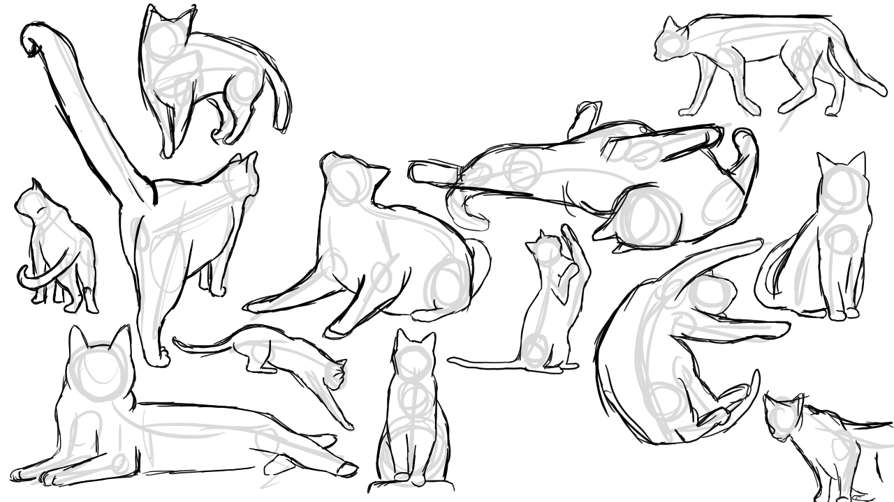 Толстые киски с разных ракурсов