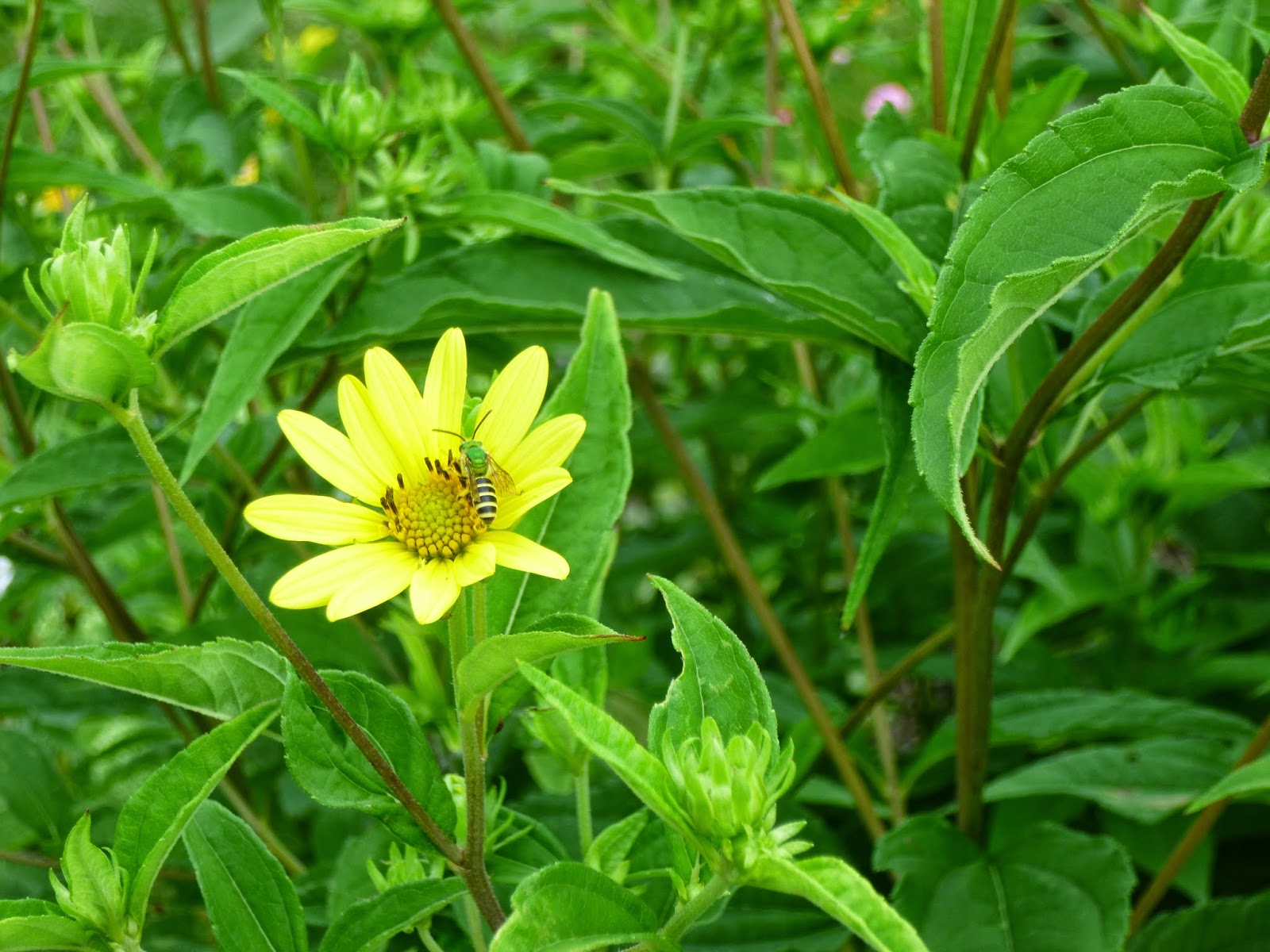 Serenity Nursery Blog Screen Queens