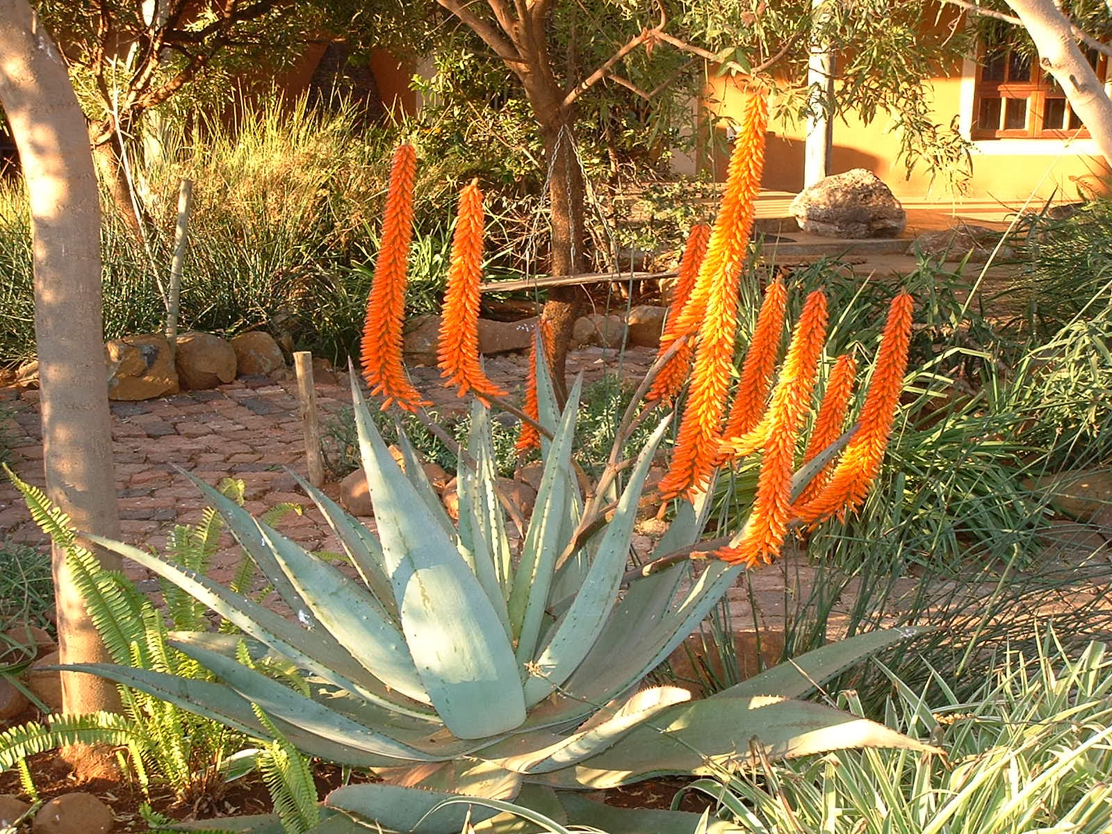 Gardening in Africa Going indigenous
