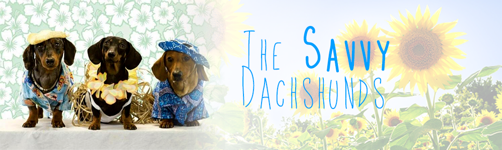 The Savvy Dachshunds