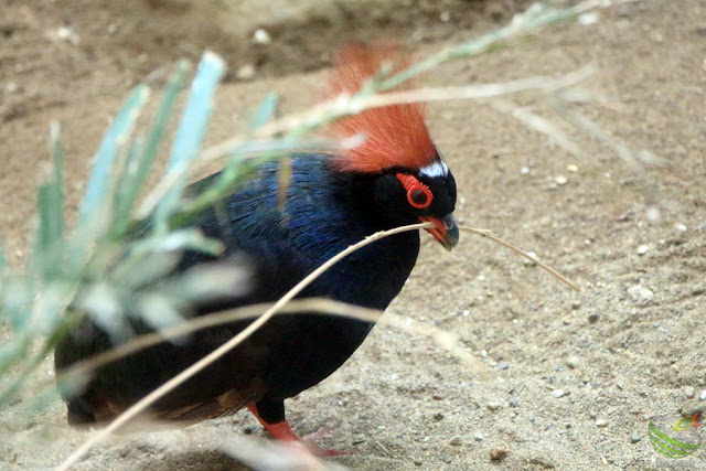 上野動物園