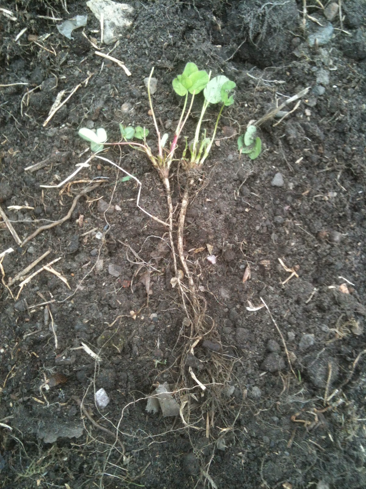 Spring What is it with Green Manure? Life on Pig Row