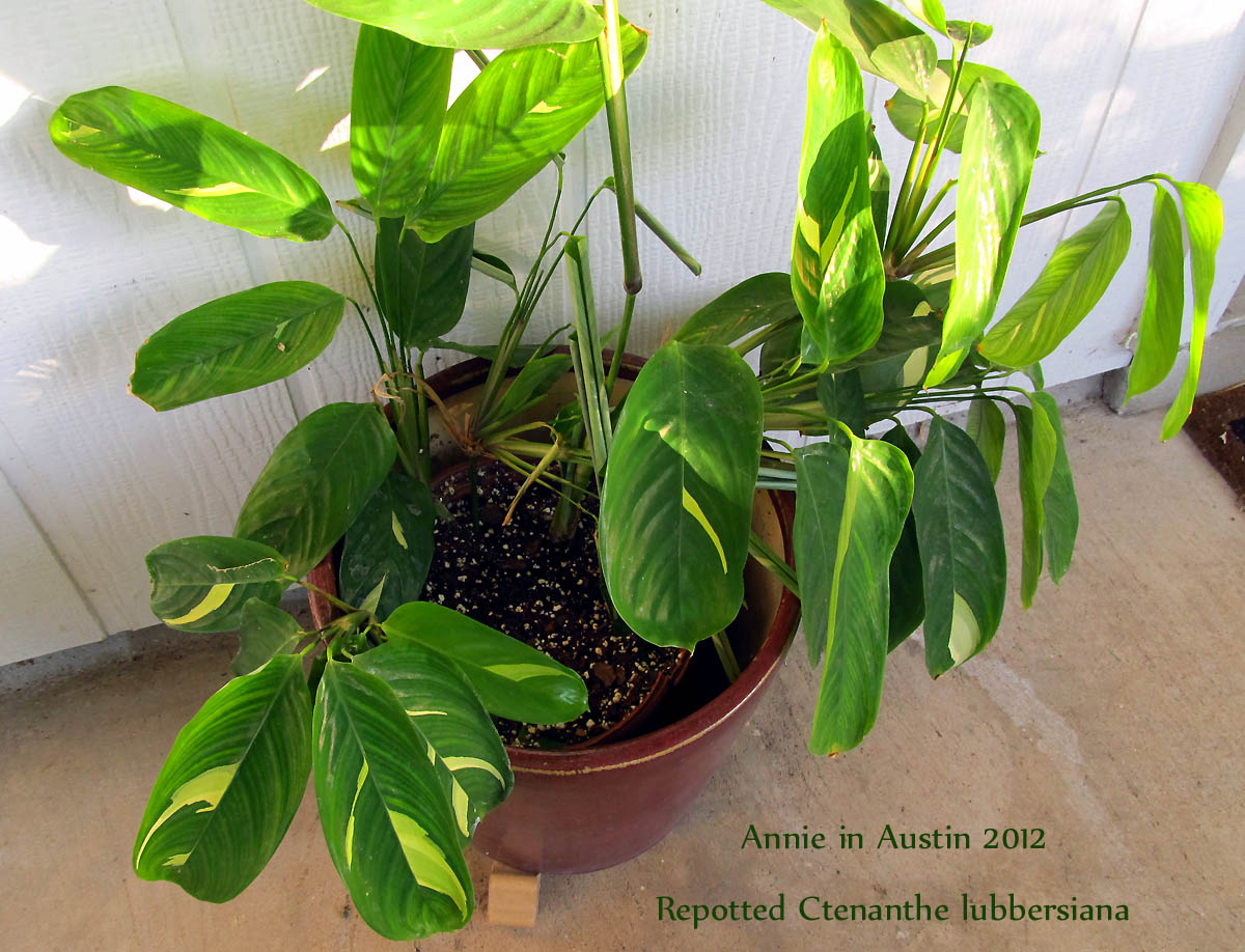 The Transplantable Rose When A Ginger Is Just A Ginger