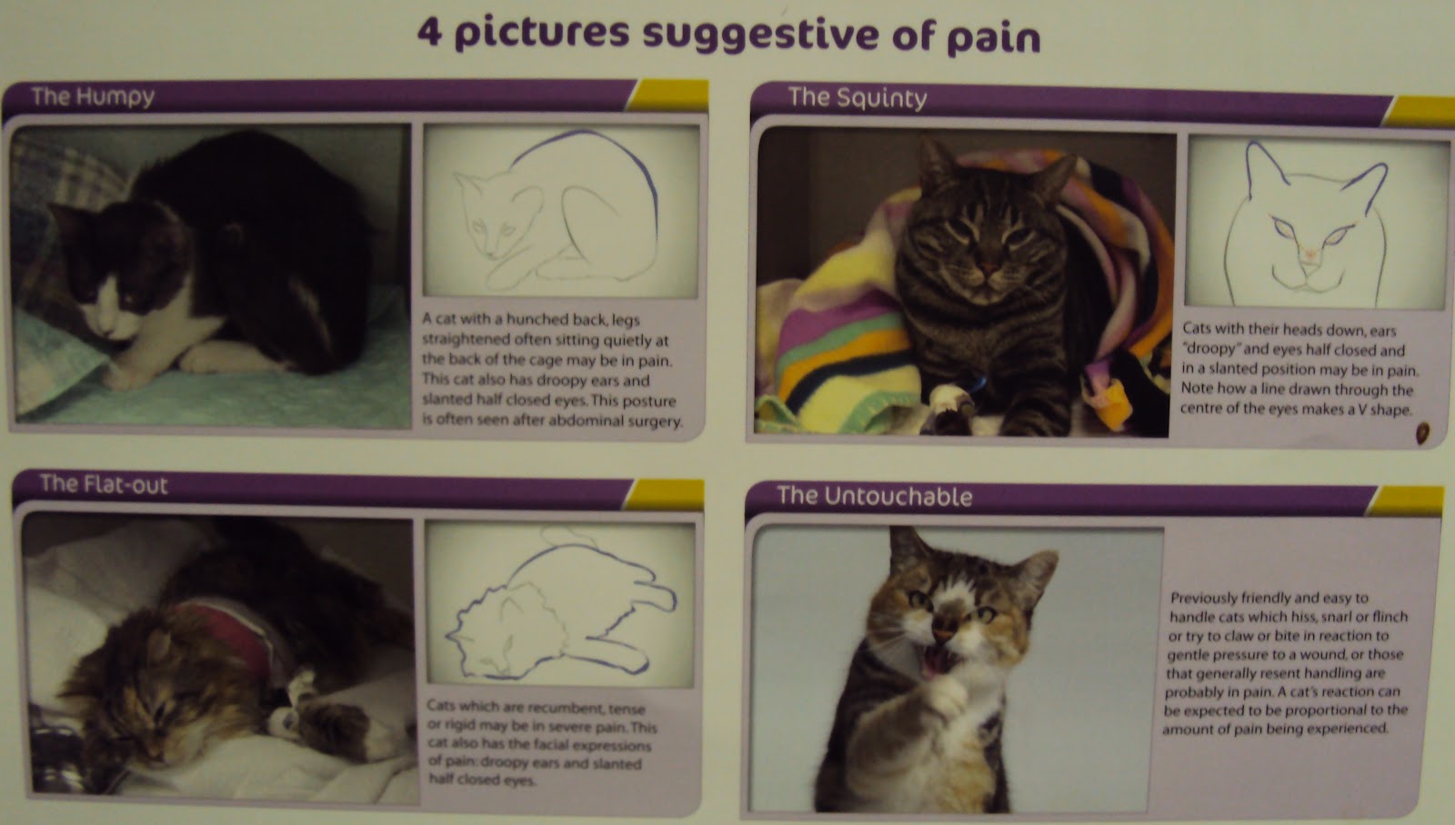 Whiskers and Waggy 'Tales' can you spot feline pain?