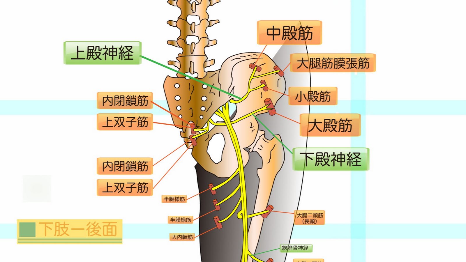 仙骨 神経 叢