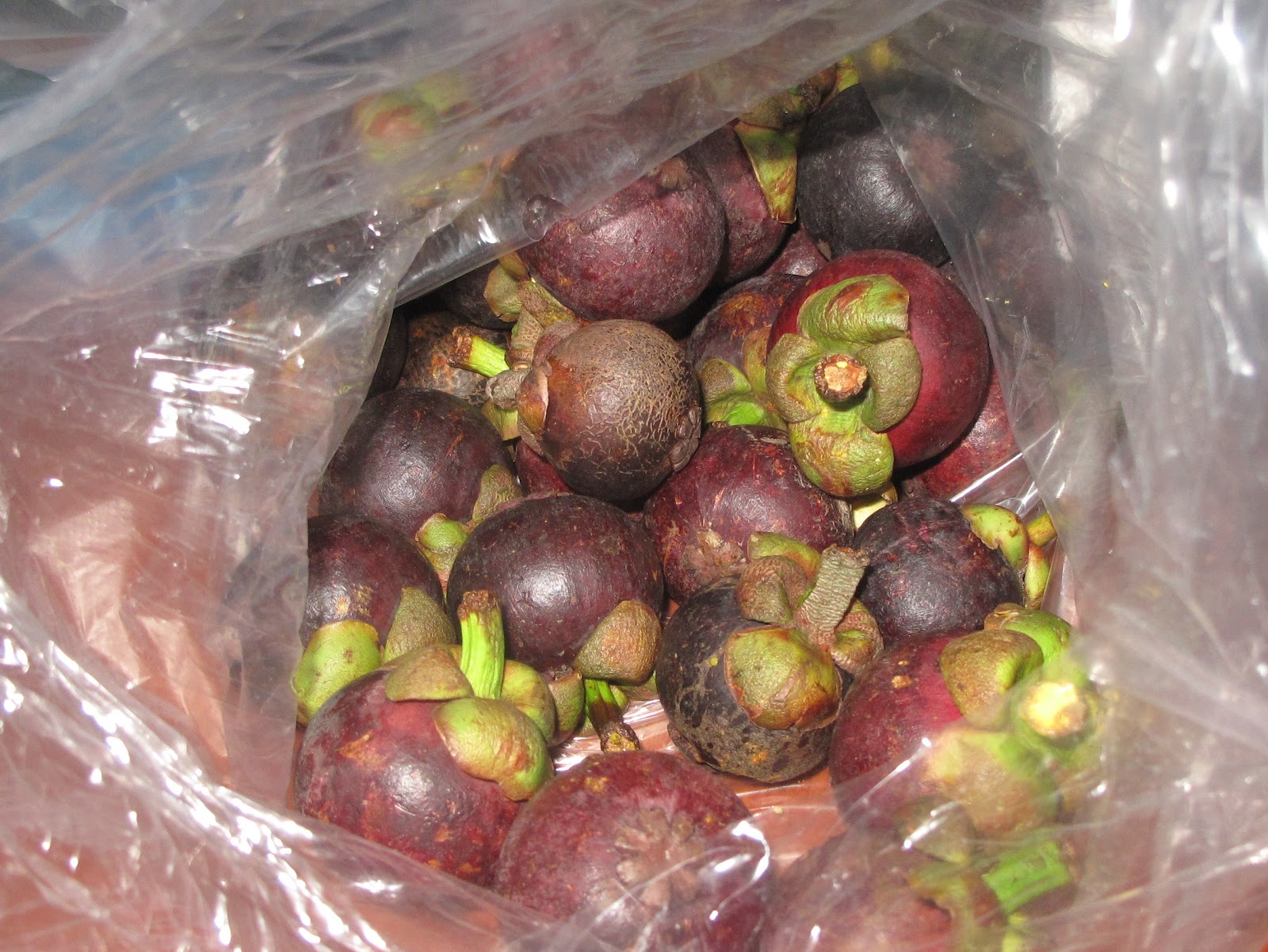 A Schoolteacher in Laos In Season Mangosteen