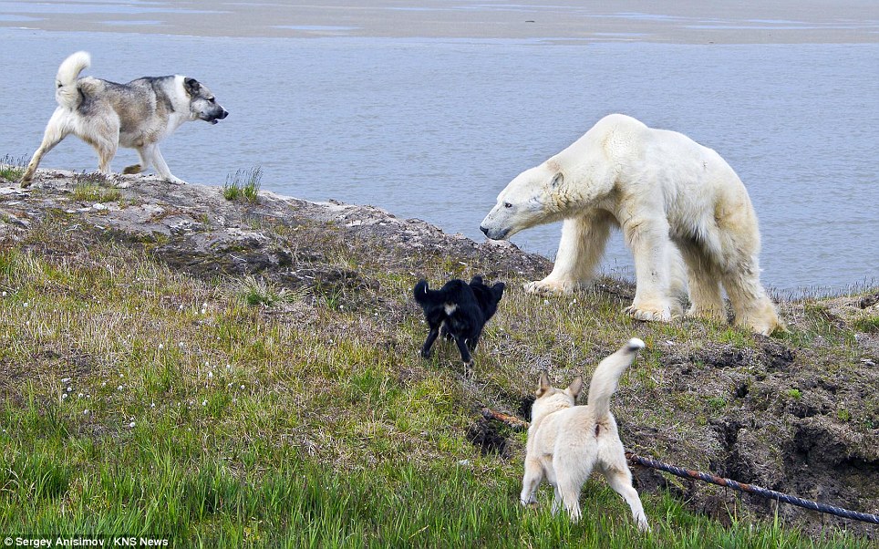 Polar Bear Pets Dog Eat Polar Bear Pets Dog Eat