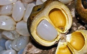 Manfaat kolang kaling manfaat kolang kaling