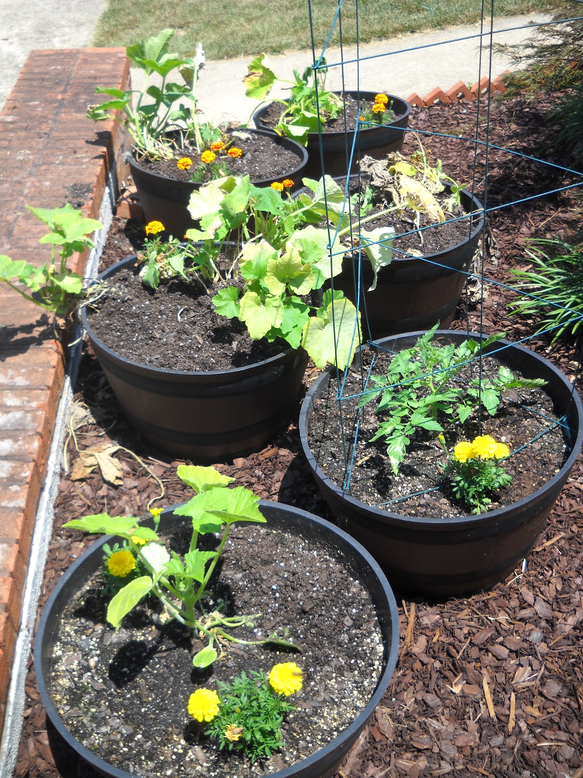 A Season for All Things Late June Garden 2012