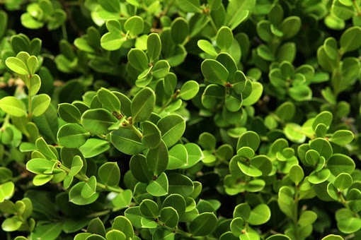 Plant Textures_2 Plant Textures_2
