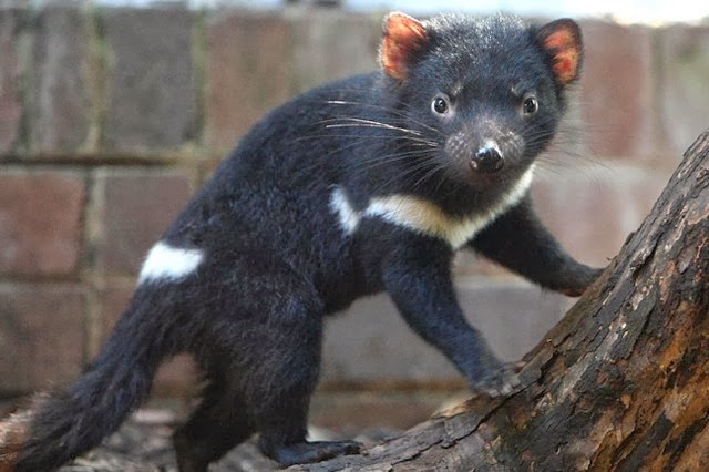 Tasmanian Devil | Interesting Facts & Latest Pictures | All Wildlife