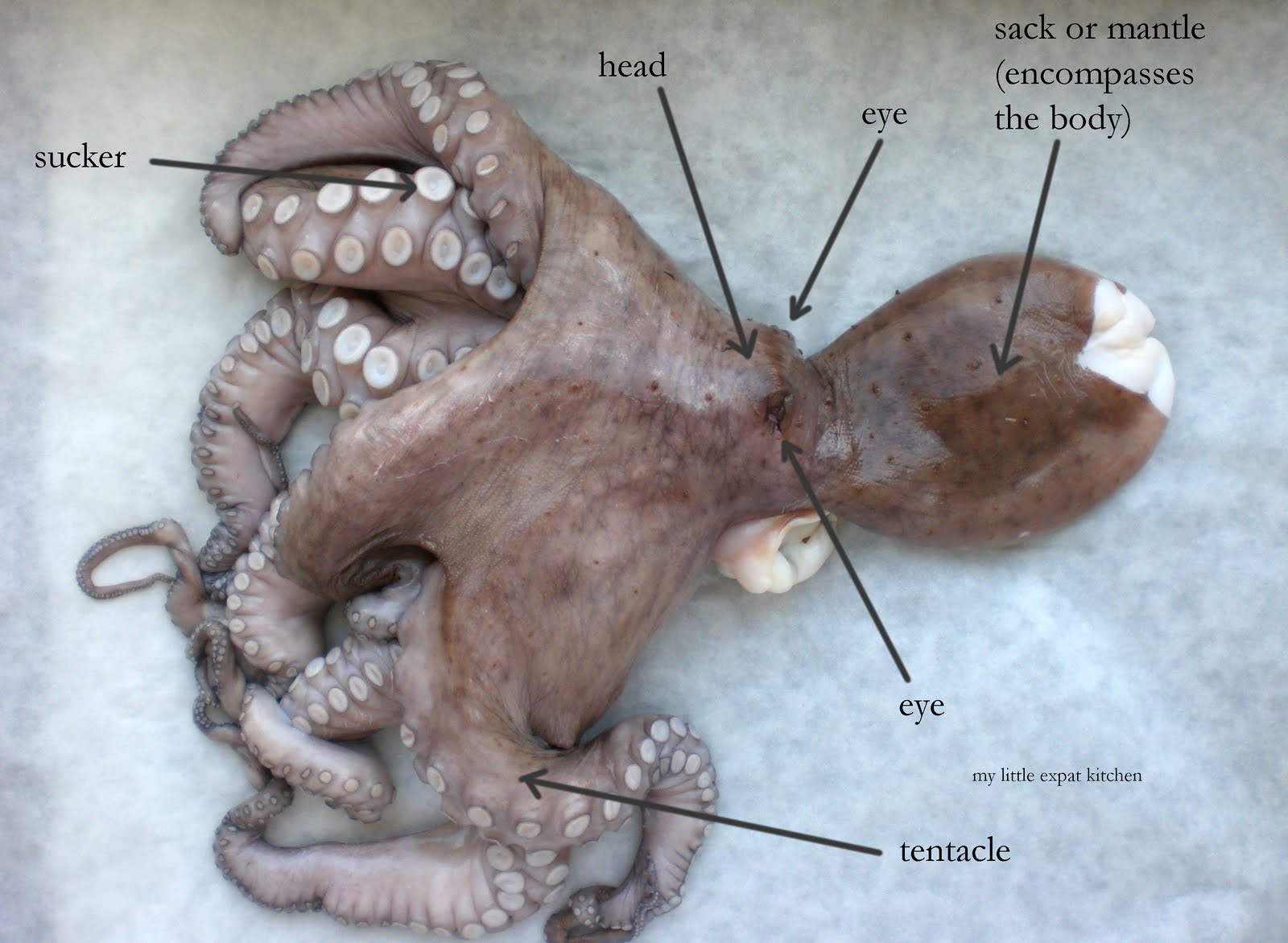 My Little Expat Kitchen The Greek octopus