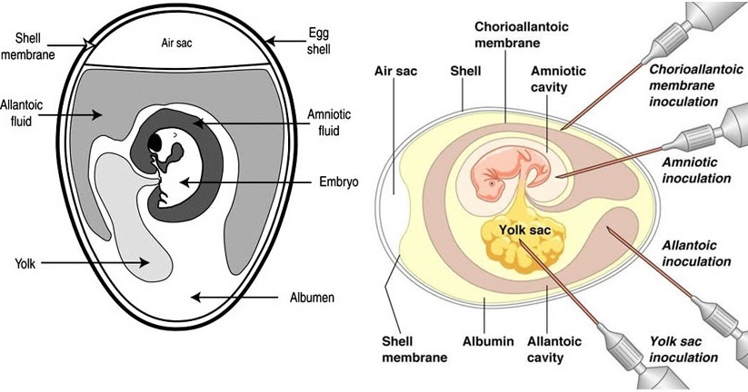 egg inoculation The lowest concentration of h5n1 virus that could be reproducibly detected was 091 50% egg infective dose per ml over a 17-day period after inoculation,. egg inoculation The lowest concentration of h5n1 virus that could be reproducibly detected was 091 50% egg infective dose per ml over a 17-day period after inoculation,.